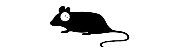 Consideration Of Circadian Rhythm In Neurophysiology