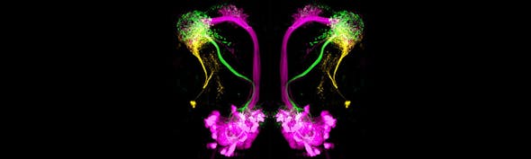 Drosophila Neurons