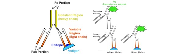 Immunolabelling