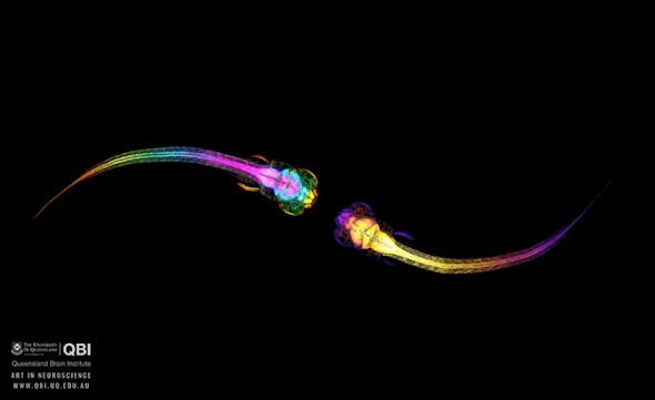 Zebrafish Credit University Of Queensland