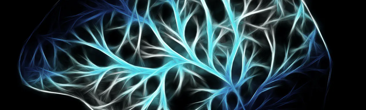 Brain structure