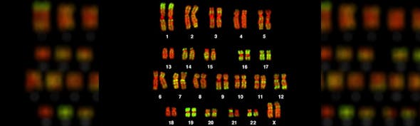 Chromosomes-LN