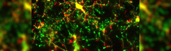 cell-comms-image-2-website