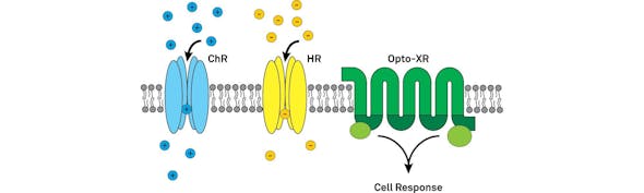 Opto Gen