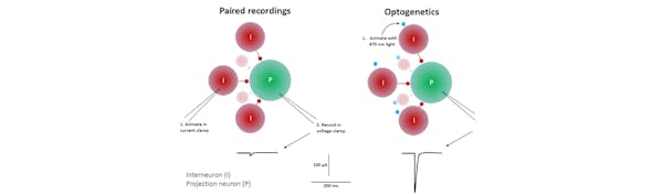 Paired-recordings-or-optogenetics