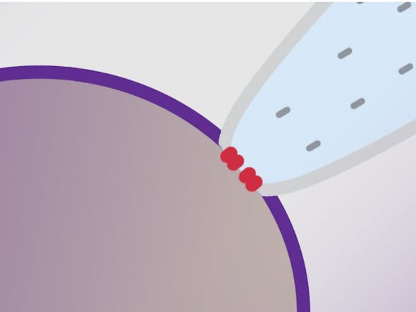 Perforated patch clamp meta