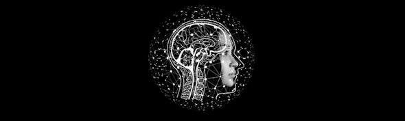 Teenage brains canva