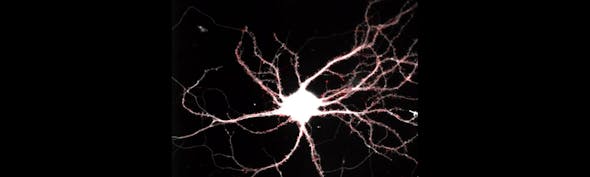 Neurons And Synapse Banner