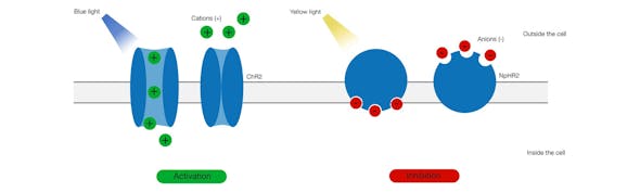 Optogenetics Banner5