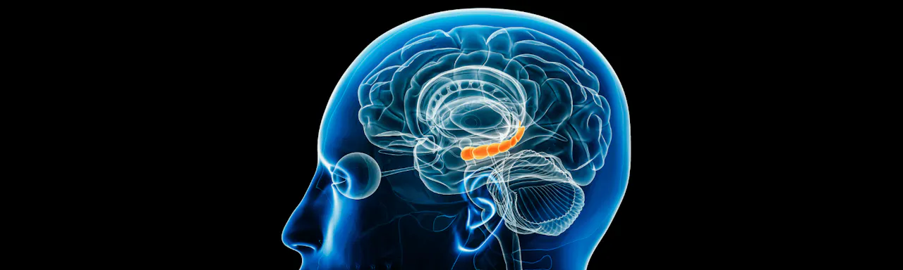 Hippocampus