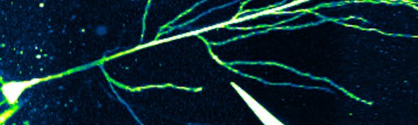 Neuron-article-banner