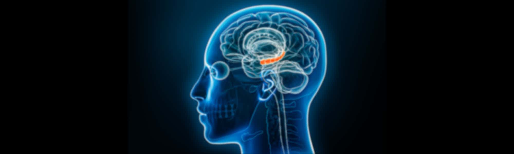 Xray lateral or profile view of the hippocampus 3D