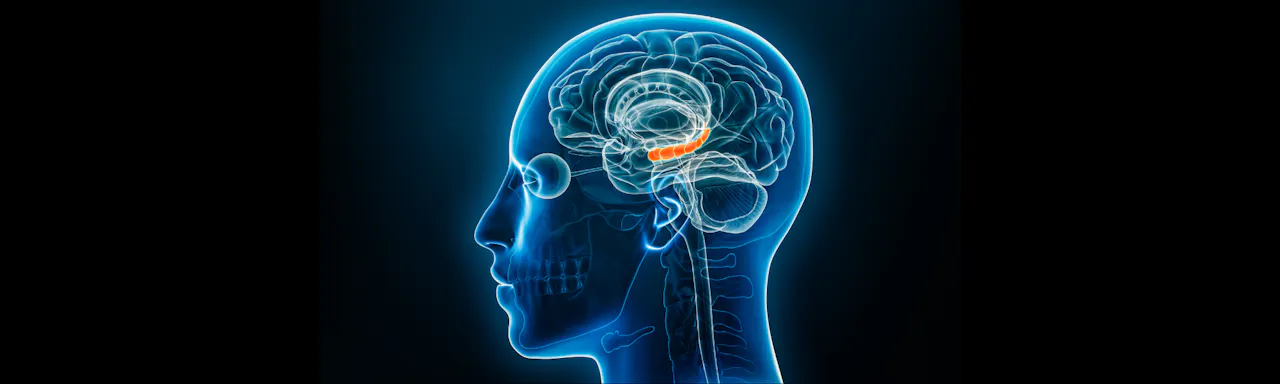Xray lateral or profile view of the hippocampus 3D