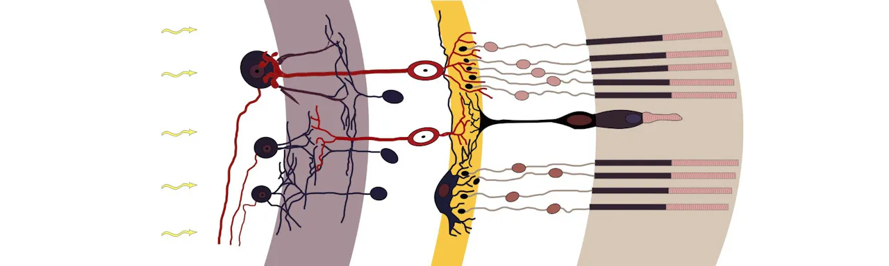 “Retina diagram” by Ramón y Cajal is licensed under CC BY 2.5. Resized from the original.