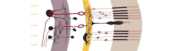 Retinal Circuitry