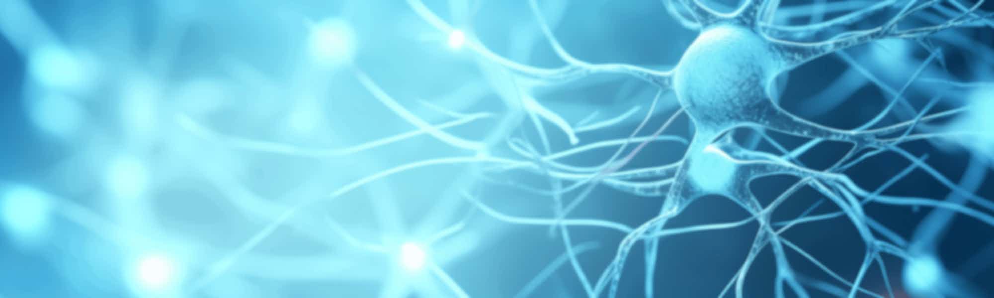 network of neurons with synapses