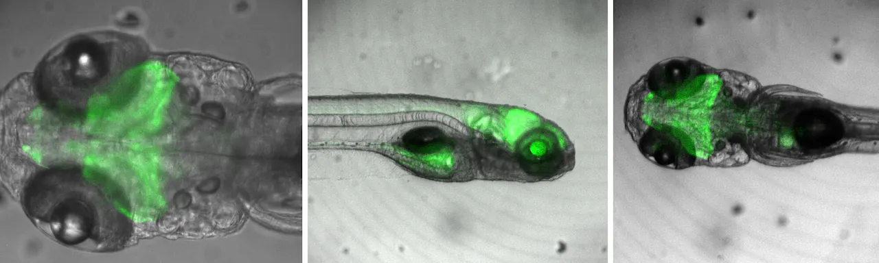 CoolLED A modern approach to high-speed multiplex imaging for neuroscience