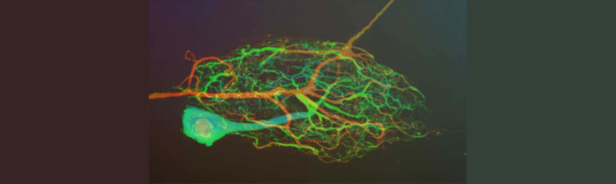 Using Scientifica electrophysiology equipment to investigate blue light responses in crab stomatogastric ganglion neurons
