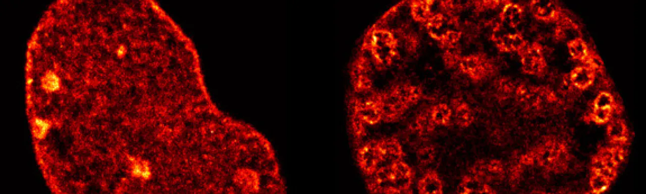 Multiphoton Imaging