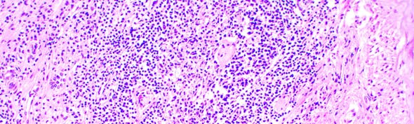 Kidney cells banner