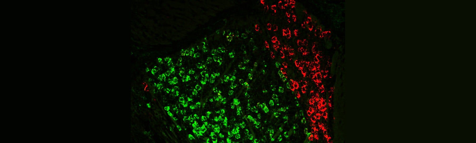 Scientifica’s best neuroscience research stories from May 2022