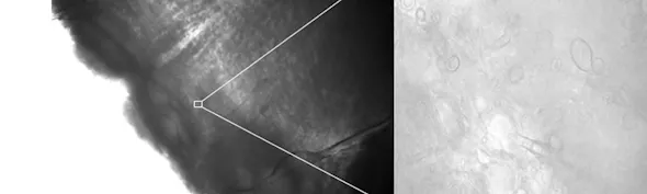 Neuronal electrophysiology banner