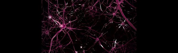 Neuronal Tracers