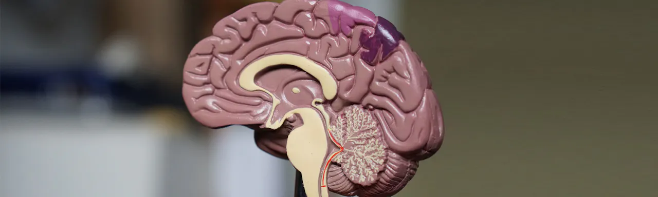 Brain Neuroscience Stories February 2022