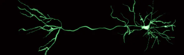 Pyramidal neurons - Adobe asset